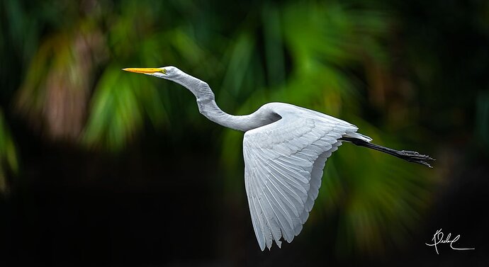 Egret-in-Flight