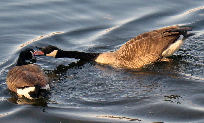 Can you hear me now??.jpg