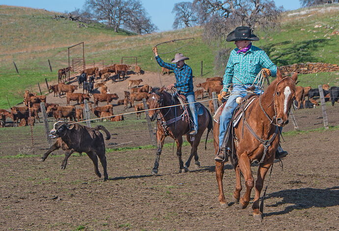 ROPIN'.jpg