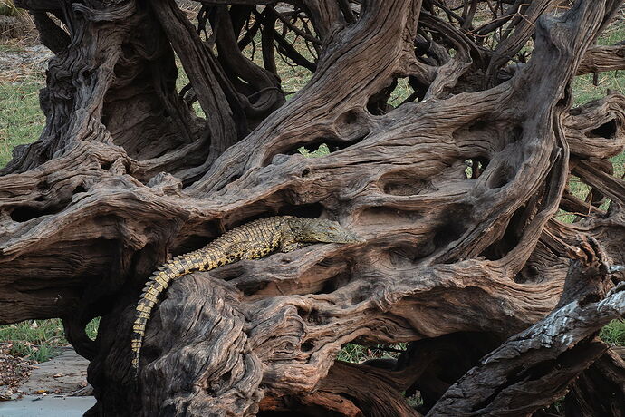 20251017_Africa_ZambeziRiver_145-001