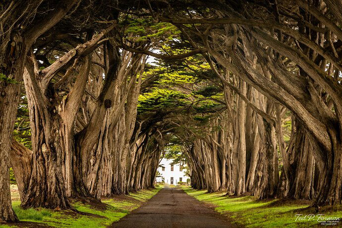 Tunnel of Trees