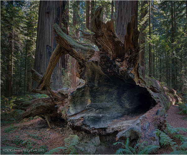 Charred-Remnants-39567_LuminarNeo-editA7r3-25.jpg