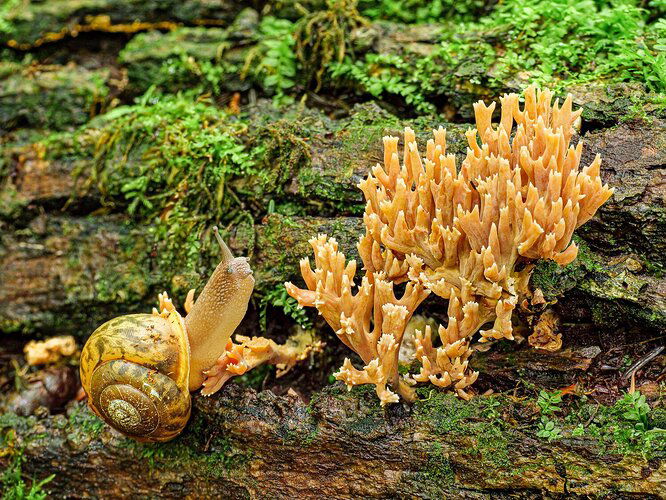 Whitelip snail on coral