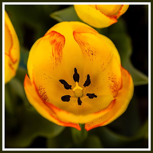 Tulip #7-NPN.jpg