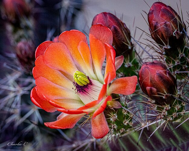 Hedgehog Cactus