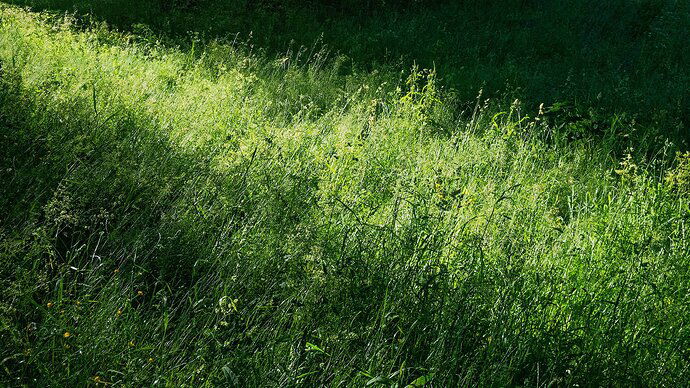 Just me the light and high grasses