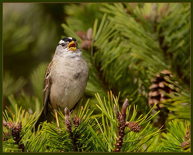 White-crowned Sparrow-NPN.jpg