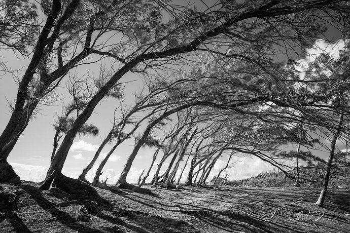 Tunnel-Tree-at-Coves