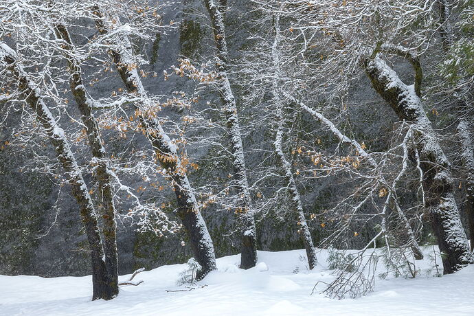 Snow Covered Black Oaks and Granite, Yosemite.jpg
