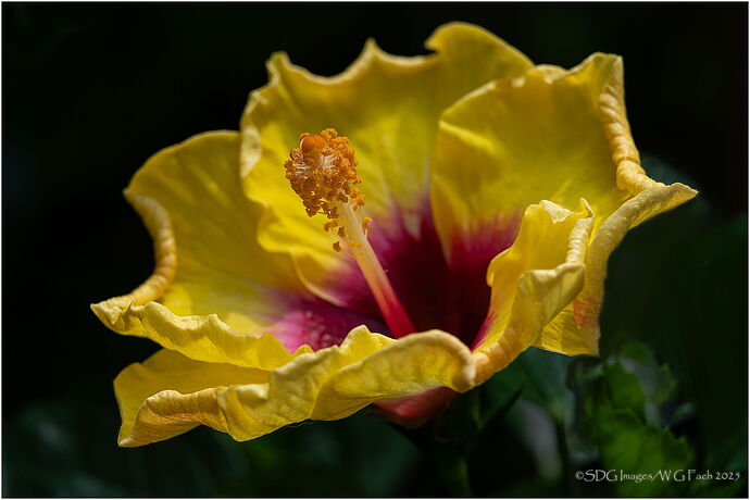 Exuberant-54963A7r3-25.jpg