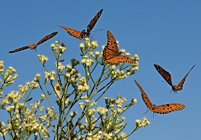 A Five Fritillary Flutter copy.jpg