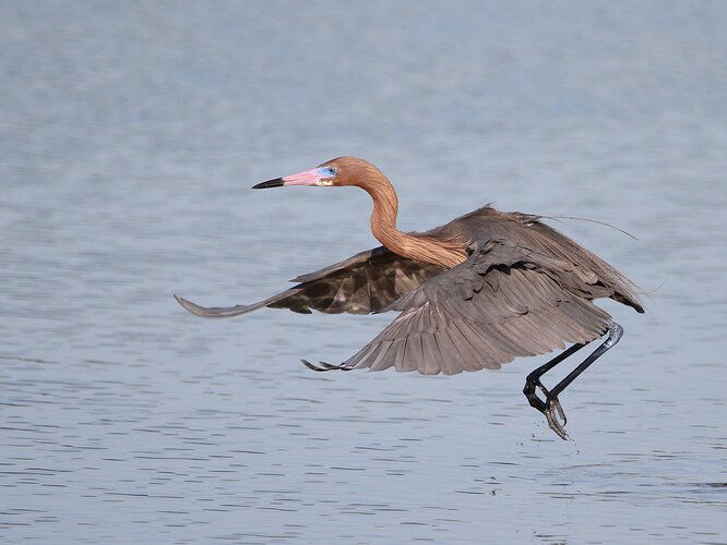 Reddish Egret - NPN