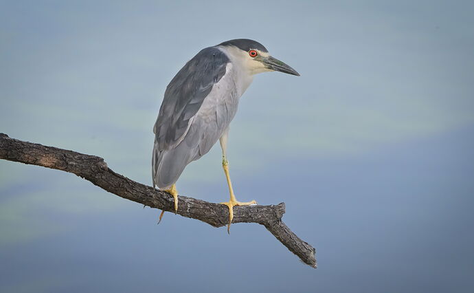 Surveying the Pond.jpg