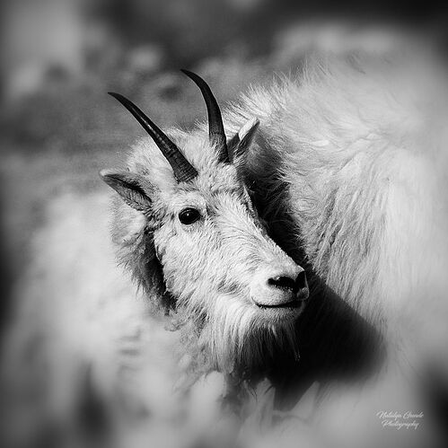 _1NG9913_bw copy n.jpg