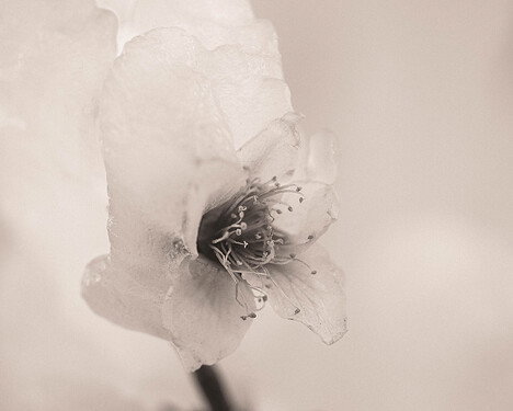 WA_Peach Blossoms-Ice_4-5-repost-1