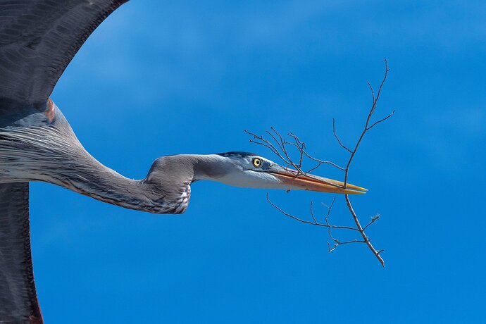 Another Stick for the Nest