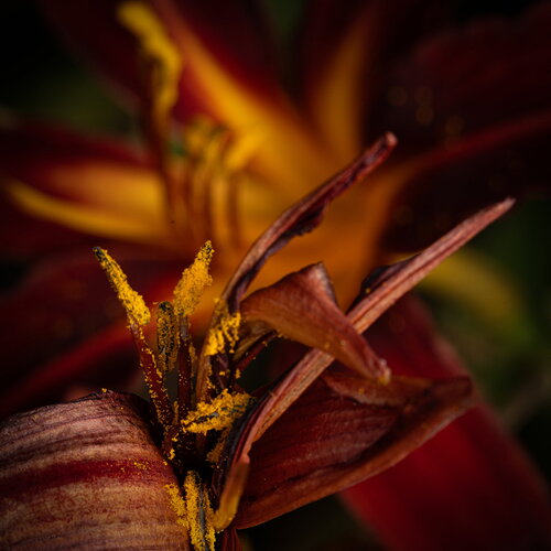 Day Lily v2-