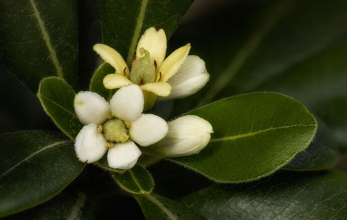 2025-11-03-11.56.17 ZS DMap-Edit.jpg