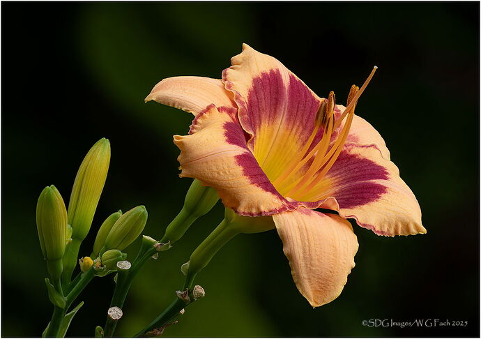 Seasons-End-2025-06-12-12-06-54-(B,R8,S4)A7r3-25.jpg
