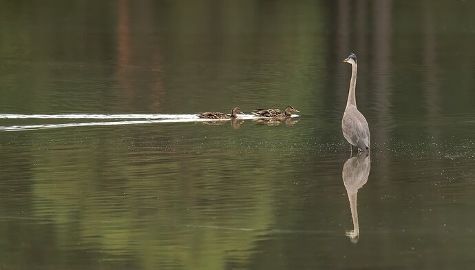 heron--&-2-ducks-copy