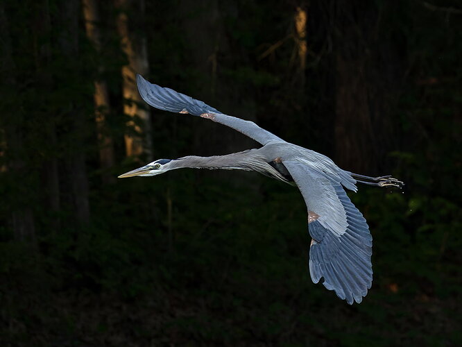 Great Blue Heron 57.jpg