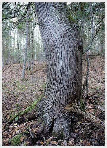 Cedar-in-Soft-Light-3000