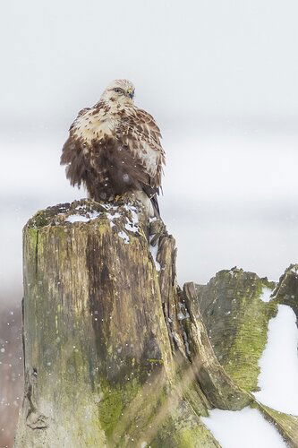 Rough-legged Hawk