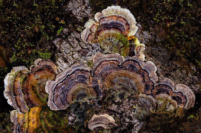 Turkey Tails, Trametes Versicolor