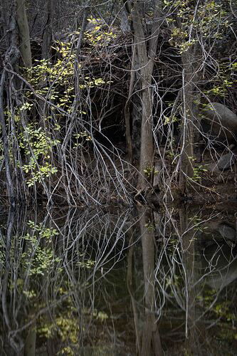 Creek limbs 4c-