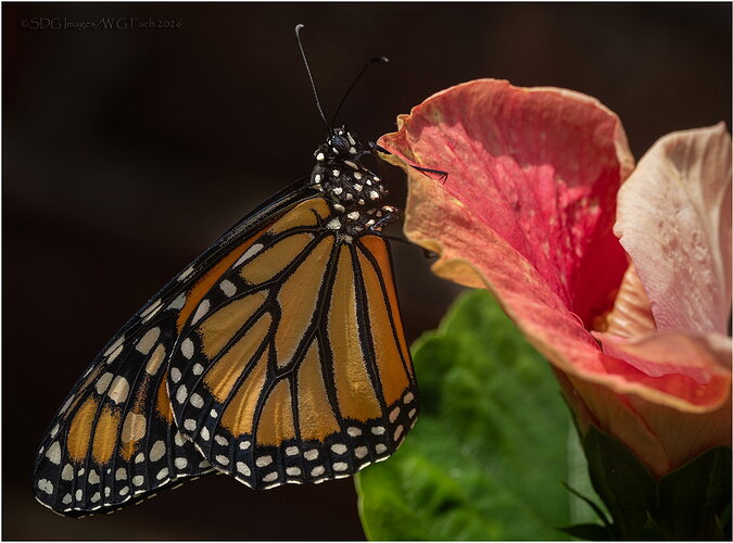 Original - Serendipitous-Debutante-79851A7r3-26.jpg
