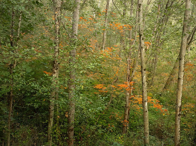 Normally Just A Green Ravine