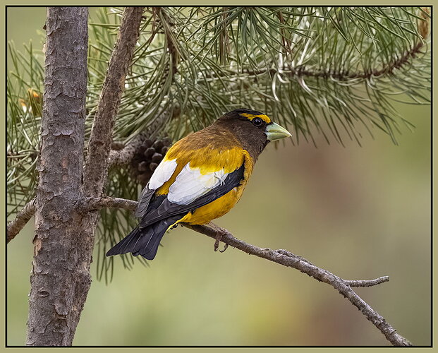 Evening Grosbeak