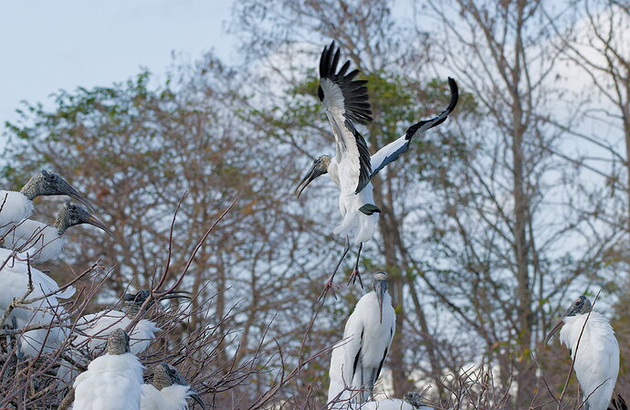 DSC_6234_DxO.jpg