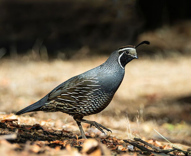 QUAIL.jpg