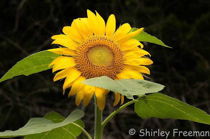 SunflowerInBloom