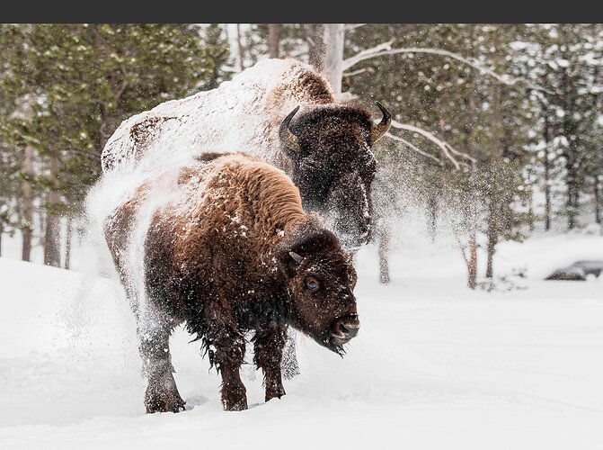 _DSC6084-bison snow Shake