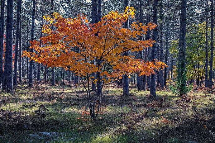 10-8-19-Yellow-Tree-in-Munising-MI-DSCF3552-med-crop