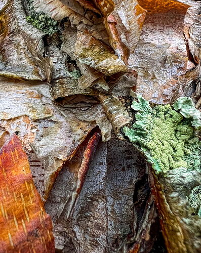River Birch Bark.jpg