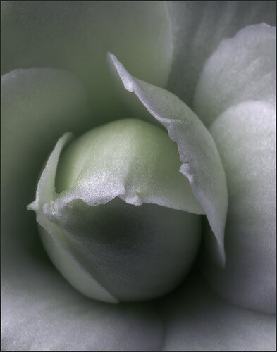 Kalanchoe or Widows Thrill - Suculent Plant - Changed White Balance to Cooler Temp-2