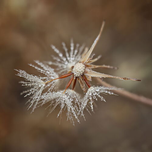 2025-06-06-11.55.05 ZS PMax-Edit.jpg