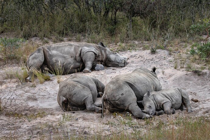 RSandor_2023_05_20_5964-Enhanced-NRSleeping Rhinos.jpg