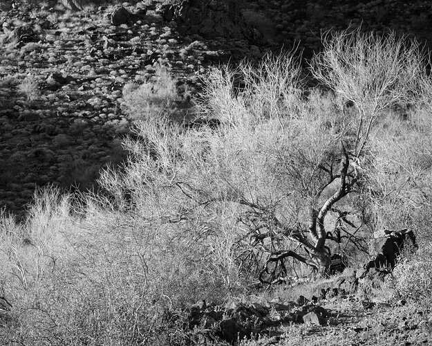 Desert-scene