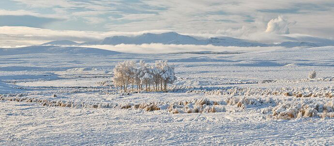 Crask Inn Birch Copse