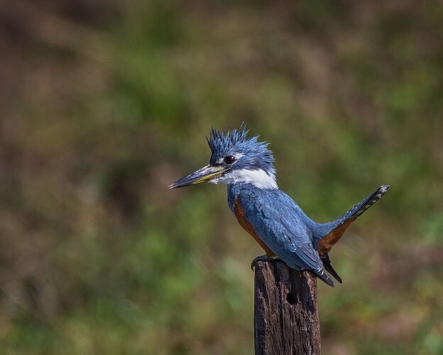 _DSC9187-Bearbeitet-copy