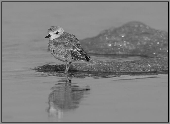 Snowy Plover-NPN-WC.jpg