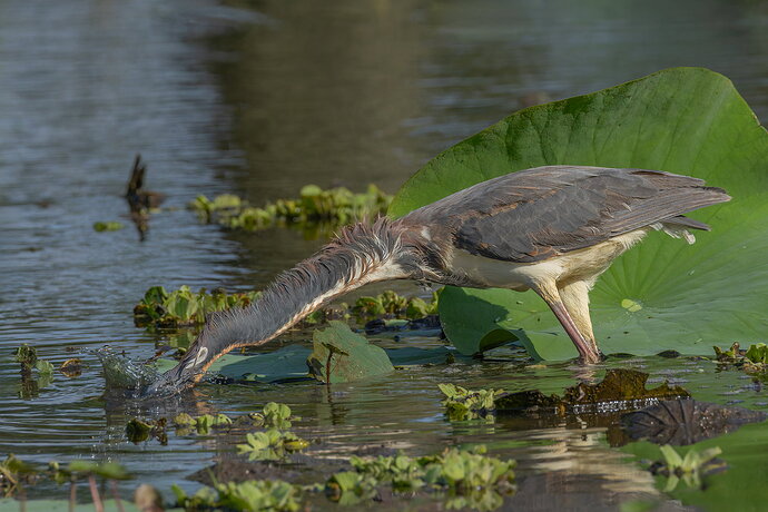 Tri-colored Heron 6.jpg