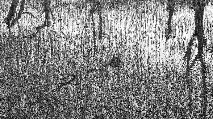 Dancing in the reeds.jpg