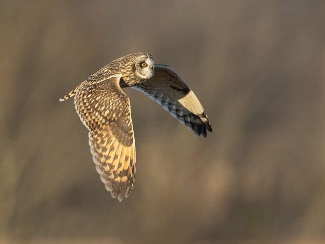 Short-eared Owl 42.jpg