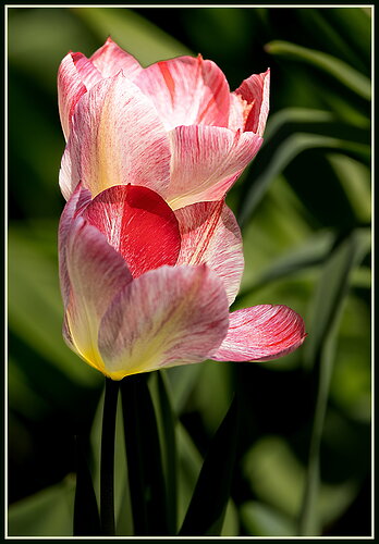 Flower2-NPN.jpg