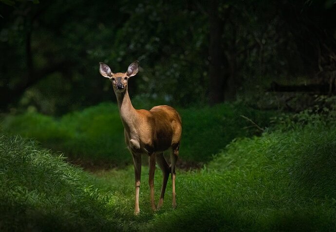 On Alert